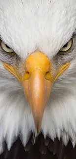 Close-up of a bald eagle staring intensely.