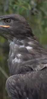 Majestic eagle perched in nature, showcasing its powerful stance.