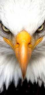 Close-up of a majestic eagle with piercing eyes and white feathers.