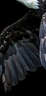 Close-up of eagle's wing against a dark backdrop.