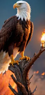 Majestic bald eagle perched by a fiery torch