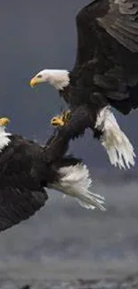 Two majestic eagles engage mid-flight against a blurred natural backdrop.