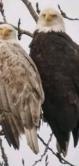 Two eagles perched on a tree branch against a gray sky.