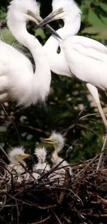 Two egrets with nestlings in a nest, showcasing nature's beauty.