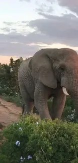 Majestic elephant walking on a nature trail during sunset.