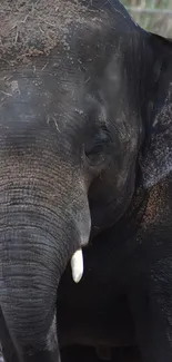 Close-up of a majestic elephant with earthy textures for mobile wallpaper.