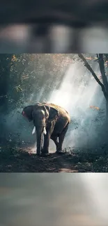 Majestic elephant walks through a sunlit forest scene.