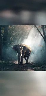 Elephant walking in a sunlit forest path with mist.