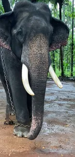 Majestic chained elephant in a serene forest setting mobile wallpaper.