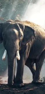 Majestic elephant walking on a sunlit forest path.