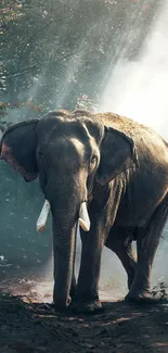 Majestic elephant walking through a misty forest illuminated by natural light.