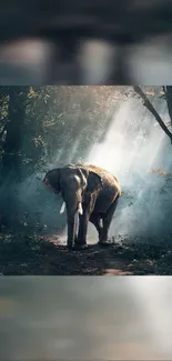 Elephant standing in forest with sunbeams filtering through trees.