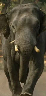 Majestic elephant walking in a forested path, captured in natural light.