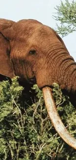 Elephant amidst greenery in African savannah.