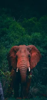 Majestic elephant in lush green forest scene.