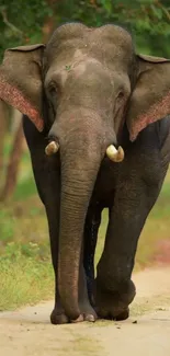 Majestic elephant walking in a lush green forest, capturing the essence of wildlife.