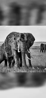 Black and white wallpaper featuring a majestic elephant in the wild grasslands.