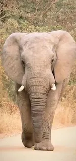 Majestic elephant walking down a safari path surrounded by nature