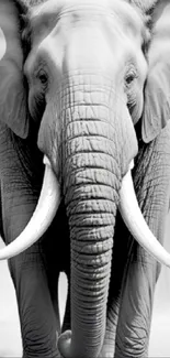 Majestic elephant in grayscale walking towards the viewer.