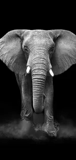 Majestic elephant in black and white mobile wallpaper.