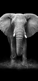 Majestic elephant standing on black background