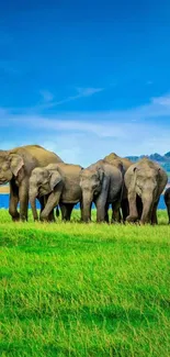 Elephants grazing on lush green grass under a clear blue sky.