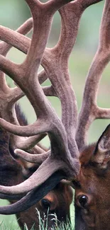 Two elk locking antlers in a natural setting, green background.