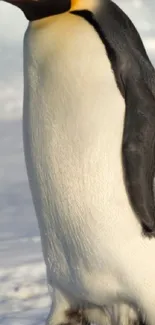 Emperor Penguin standing gracefully on snow.