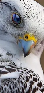 Close-up of a majestic falcon with striking plumage, perfect for mobile wallpaper.