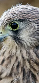 Close-up of a majestic falcon with detailed feathers.