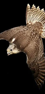 A brown falcon soaring with wings spread on a black background.