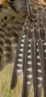 Close-up of a falcon's wing showcasing feather detail.