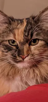 Majestic fluffy cat with striking eyes and soft fur on a red backdrop.