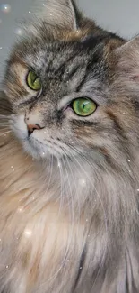 Majestic long-haired cat with green eyes on wallpaper.