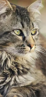 Majestic brown cat with green eyes in a serene pose.