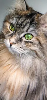 Close-up of a majestic cat with green eyes and fluffy fur.