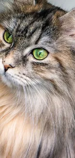 Majestic Persian cat with green eyes, golden brown fur.