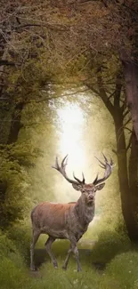 Majestic deer standing in sunlit forest path.