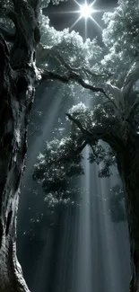 Rays of light filtering through tall forest trees.