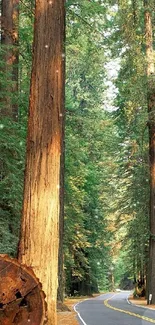 Serene road through towering forest trees in nature.