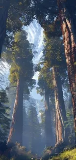 Tall redwoods in a misty forest with sunlight streaming through.