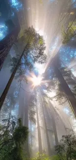 Sunlight streaming through tall forest trees.