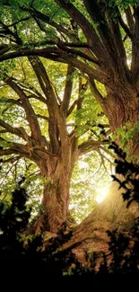 Majestic sunlit forest trees with lush green canopy.