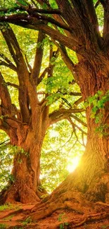 Majestic trees with sunlight peeking through lush green leaves.