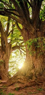 Majestic forest trees with sunlight streaming through leaves.