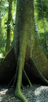 Tall forest tree with sprawling roots in vibrant greenery.