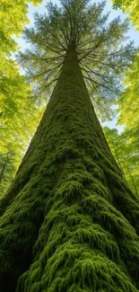 Tall tree in lush green forest wallpaper.