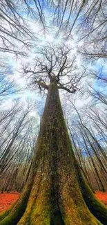 Tall tree with orange leaves and skyward view.