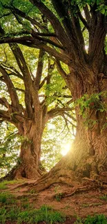 Majestic trees with sunlight filtering through the lush forest canopy.