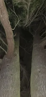 Tall trees under a dark night sky.